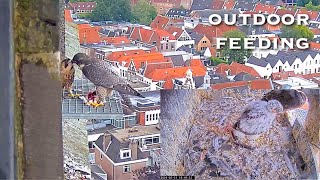 #241🦅Falcon Nest ❻ Slechtvalken Nestkast Onze Lieve Vrouwe Toren Amersfoort