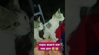 #karamativlog #aniimalsdubbing #catvideos #marathidubbing #catfunny  #dubbingvedio #funnycatvideos