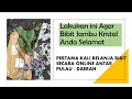 Pertama kali beli Online Bibit Jambu Kristal Asal Cangkokan