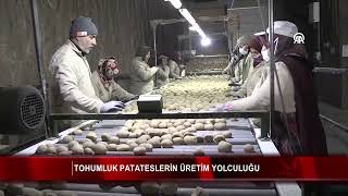 Tohumluk patateslerin üretim yolculuğu