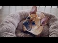 introducing dreameazzzy by fuzzyard a new generation of luxury pet beds