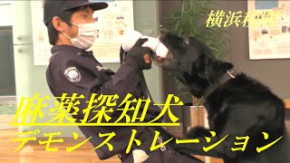 麻薬探知犬　デモンストレーション　横浜税関