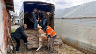 1 BOĞA, 3 BUZAĞILI İNEK SATTIK / BÜYÜKBAŞ NAKLİYESİ (CAMBAZ DURAL)