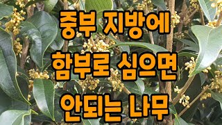 상록수,추위에 약한 남부수종 나무(상록활엽관목편)