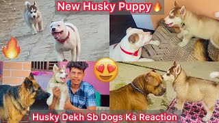 Husky Puppy Ki Entry Hui Ghar😍Sb Dogs Ka Reaction Husky Puppy Dekh🔥