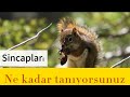 Sincaplar hakkında kısa bilgiler.#sincap #funny #short #youtube #keşfet #popular #hayvanlar