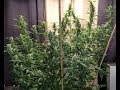 Huge Autoflower Update.  Weeks 5 through 7