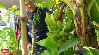 Rezeki Terus Semangat - Musim Panas Panen Peria, Cili Api & Bakal Panen Pisang Serendah Kebun Bandar