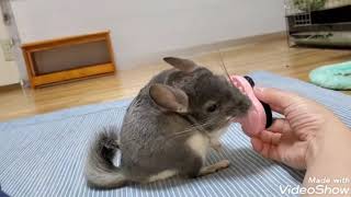 【チンチラ】初めてのブラッシングで威嚇して鳴くチンチラ　cute chinchilla 친칠라