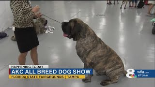 Thousands of dogs compete in show at Florida State Fairgrounds this week