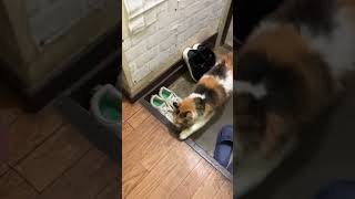 玄関先にてリフレッシュして入室する猫ミキコちゃん［2024年7月25日 真夜中］✨🥵🏡🚪🐈😻😍💕💖