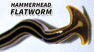 Hammerhead Flatworm Facts: They EAT EARTHWORMS | Animal Fact Files