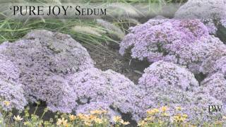 Proven Winners® Gardener Channel: Proven Winners® Pure Joy Sedum