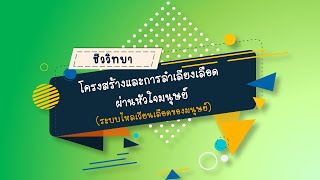 โครงสร้างและการลำเลียงเลือดผ่านหัวใจมนุษย์ (ระบบไหลเวียนเลือดของมนุษย์) วิชาชีววิทยา ม.5