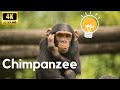 Chimpanzee Chronicles: Unveiling the Fascinating World of our Closest Cousins