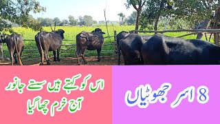 آٹھ عدد اسر جھوٹیاں نہایت خوب صورت اور اعلی نسل برائے فروخت 17/12/2020