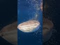 आखिर क्यों ये shark whale लगातार पानी को पीती है shorts