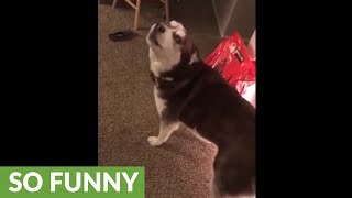 Guilty Husky creates a mess - pleads his innocence!