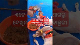 ଭାରତର ସବୁଠୁ ଛୋଟ ପ୍ରଜାତିର ଗାଈ #shortvideo #viralvideo #punganurcow #youtubeshorts #viralshorts