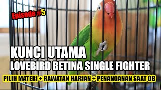 KUNCI UTAMA BERMAIN LOVEBIRD BETINA SINGLE FIGHTER