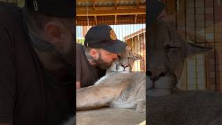 The most purring and kissed cat. #cougar #braige #animals #bigcat #love