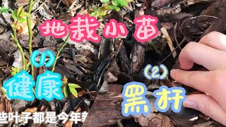 地栽一年的月季扦插小苗一颗健康成长、一颗咋就挂了呢？2023年2月