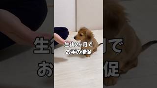 チビなのになんか仕上がってる感【カニンヘンダックスフンド 】#カニンヘンダックス #ダックスフンド #ダックス #子犬 #パピー #犬のいる生活