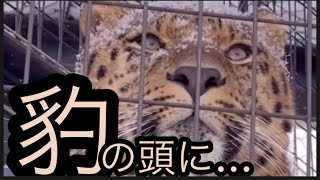 北海道旭山動物園　デンとみらいのその後