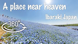 【Superb view of Japan】It's like heaven! Flower hill like the sea.【Japan Trip】