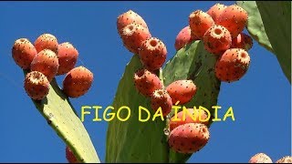 Diário de Uma Agrofloresta #113 - Como Plantar uma Muda de Figo da India