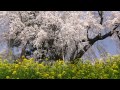 しだれ桜と菜の花が咲く光林寺2015・4k撮影