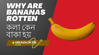 কলা কেন বাকা হয়/Why bananas rotten/banana/graduate plan/kola keno baka hoy/কলা কেন বাকা হয় জেনেন