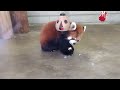 ヒノトントンzoo レッサーパンダ アルくんのリンゴタイム②