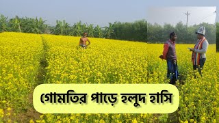 গোমতির পাড়ে হলুদ হাসি | কুমিল্লায় সরিষা ক্ষেতের বাম্পার ফলন | Cumillar Zamin