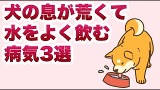 犬の息が荒くて水をよく飲む病気3選（獣医師解説）