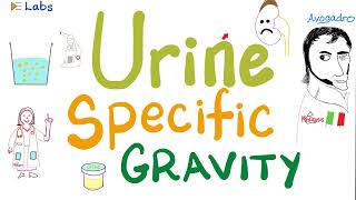 Urine specific gravity - Density - Concentrated vs Diluted Urine - Urinalysis