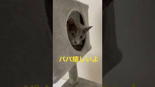 事件です！キャットタワーを猫が使ってます（ロシアンブルー）#shorts