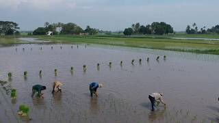 DJI SPARK : GROW RICE IN KEDAH. THE TRADITIONAL WAY