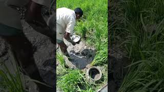 ধান ক্ষেতে মাছ || আজব কারবার 😯😯