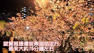 東湖夜櫻