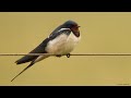 Barn Swallows gathering and singing a few weeks before their migration north