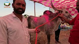 खरसुंडी यात्रा 2024 / khillar cow