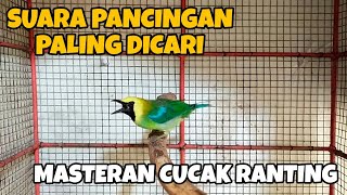 SUARA PANCINGAN CUCAK RANTING JANTAN || CUCAK RANTE GACOR