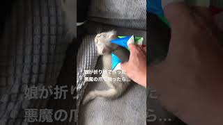 娘が折り紙で作った悪魔の爪で猫ちゃんの背中を触った反応が想像通りだった。#猫 #ネコ #ねこ #ドッキリ