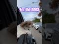 This video is for the DOGS! SUBSCRIBE! #dogs #pets #cuteanimals #dog  #cute #cutespets #cutedogs