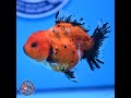 Shogun Tricolor Short Tail Oranda 3.5in Body (240816_OR02)