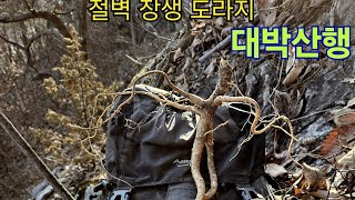 절벽지 대박장수도라지산행 멋진도라지1점