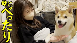 【かわいい】ママだけにべったりと甘える柴犬