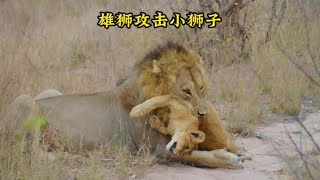 雄獅竟突然攻擊小獅子！還真是防不勝防啊#動物世界#動物解說