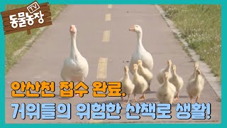 ‘거위 대가족’의 위험한 산책로 생활! I TV동물농장 (Animal Farm) | SBS Story